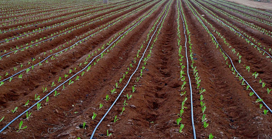 Drip irrigation fertilizing