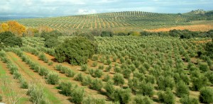 Fertilizantes con ácidos húmicos para el olivo