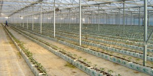 Ácidos húmicos para cultivo hidropónico