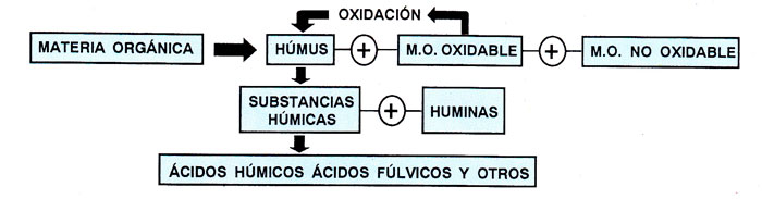 Proceso de transformación de la ‘materia orgánica’